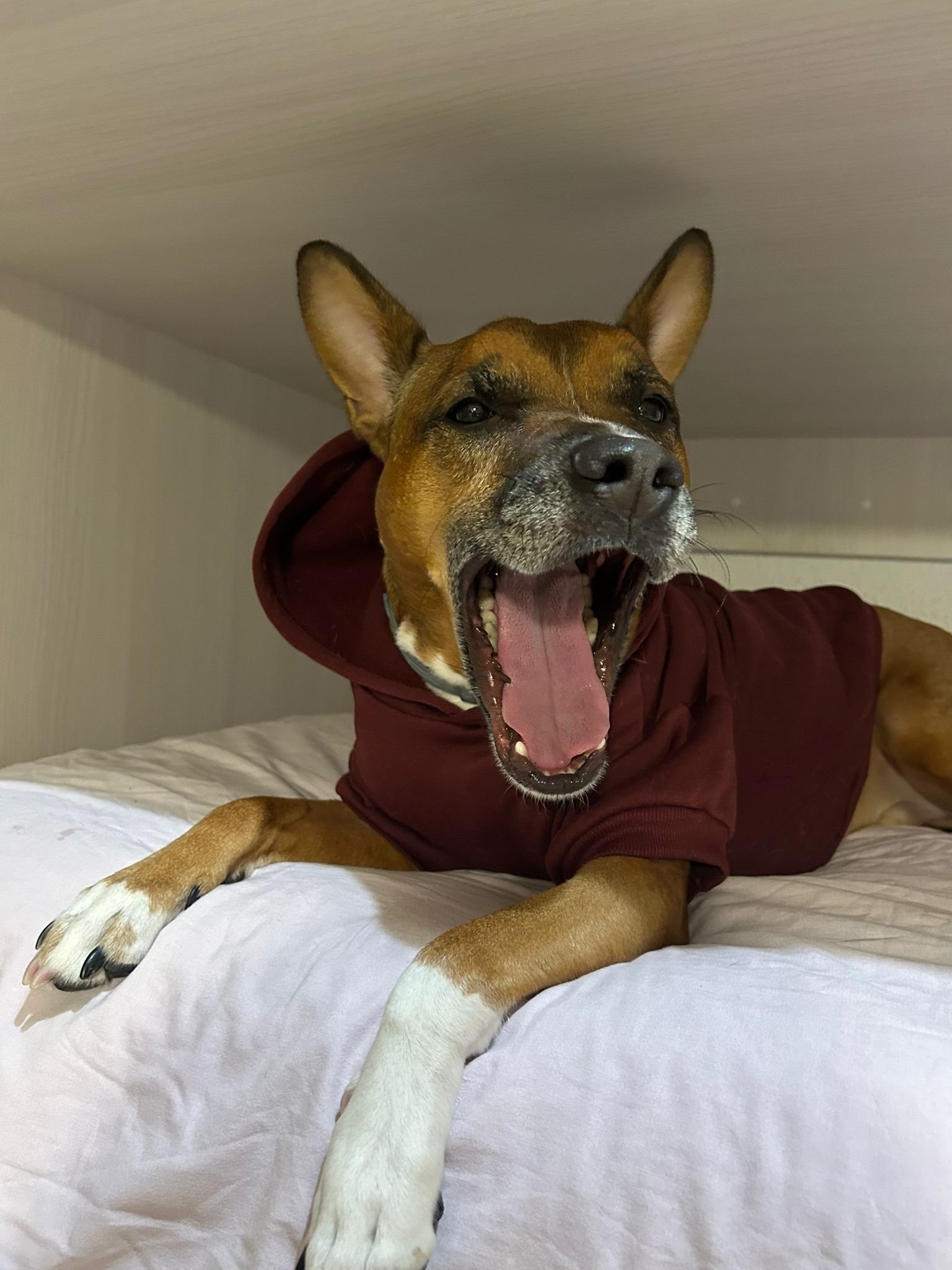 Cama Perro Viscoelastica: MIRA ESTA GUIA HONESTA para acertar a la primera