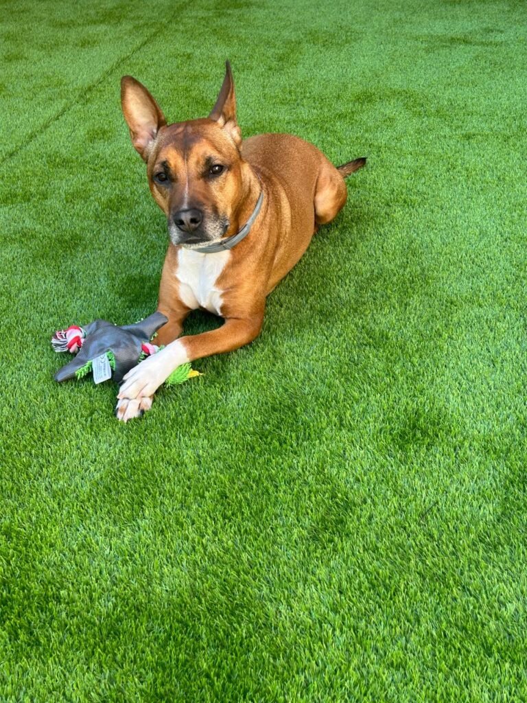 perro durmiendo en colchon viscoelastico