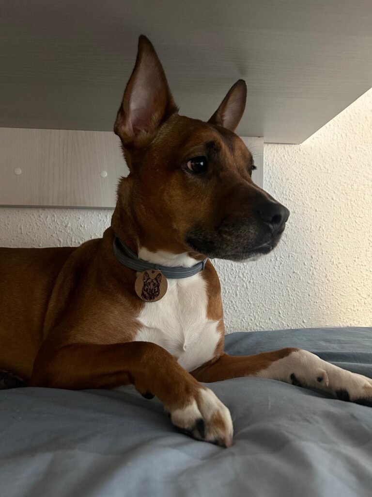 perro en cama viscoelastica