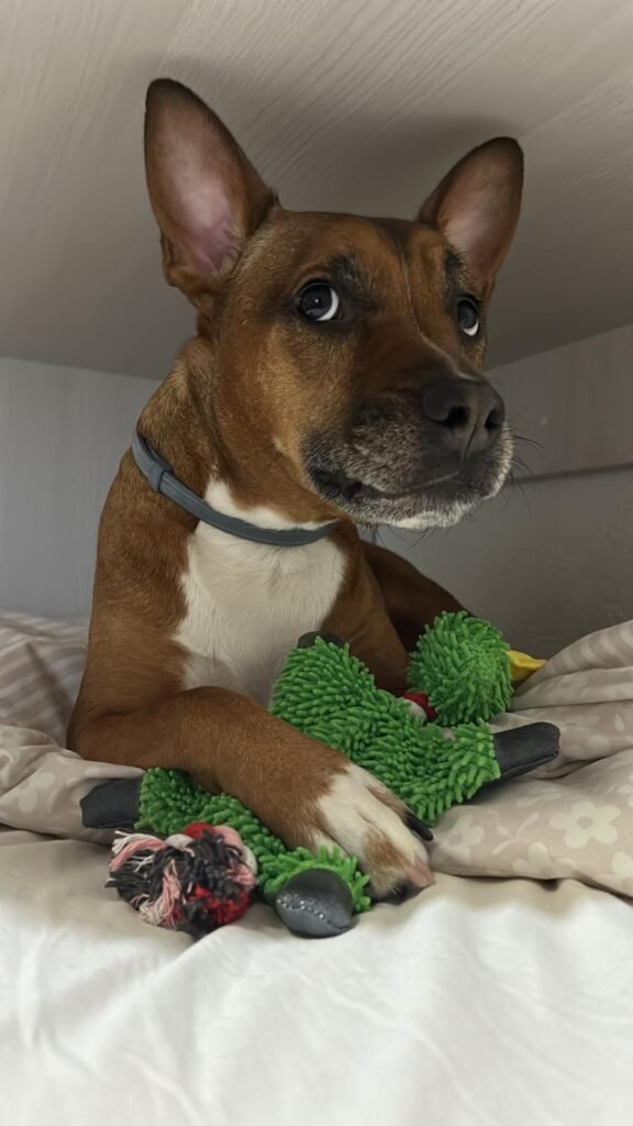 perro con juguete en su cama ortopedica