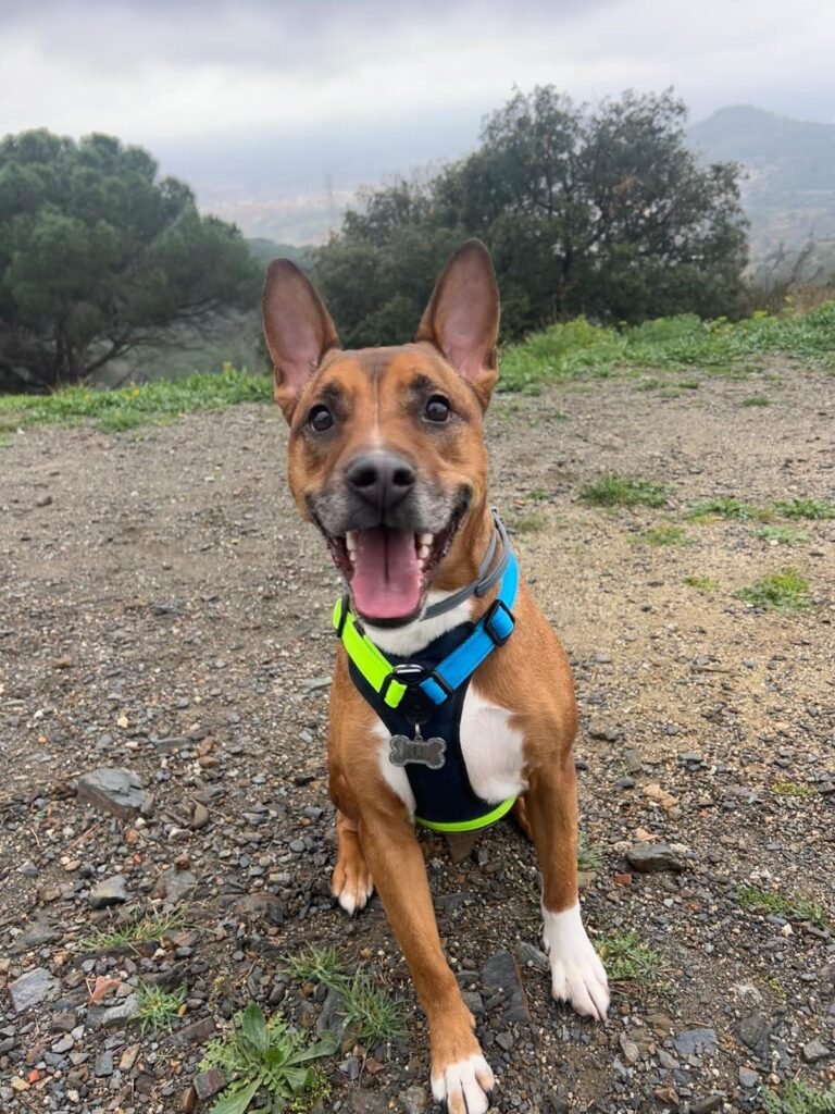 Colchón ortopédico para perro con espuma viscoelástica