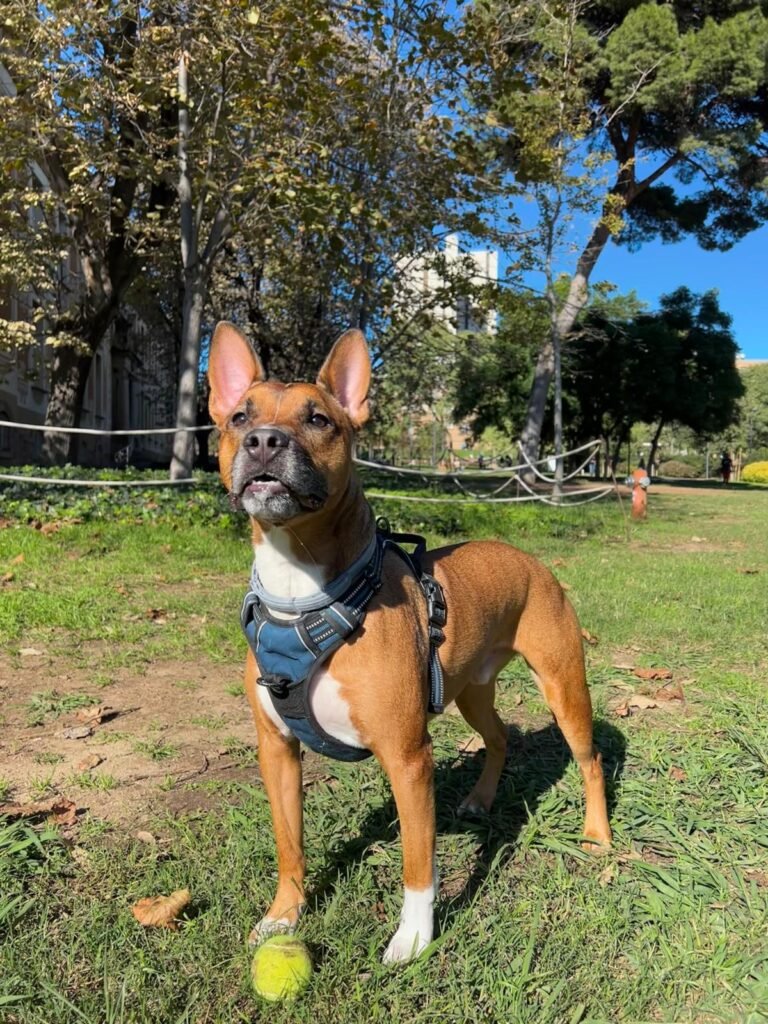 perro en cama ortopedica y viscoelastica