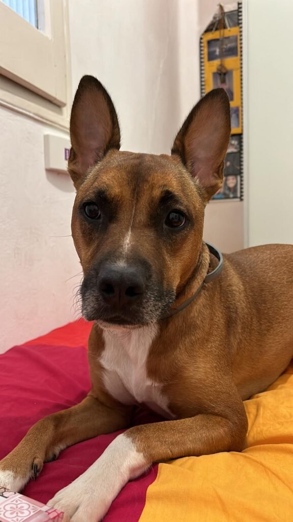 perro tumbado en cama viscoelastica