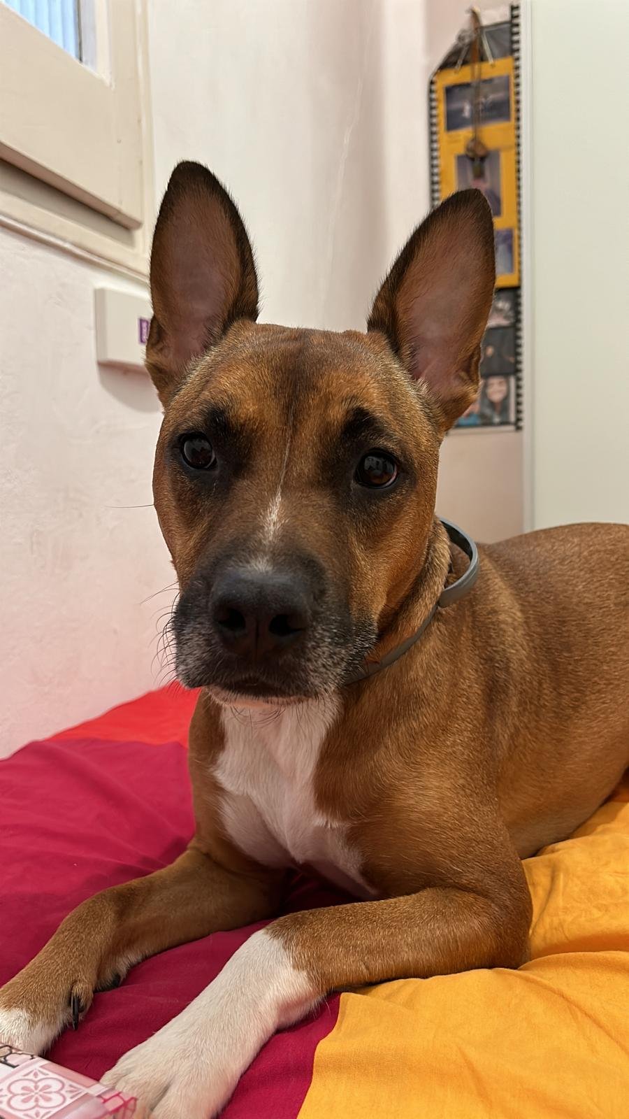 perro tumbado en cama viscoelastica