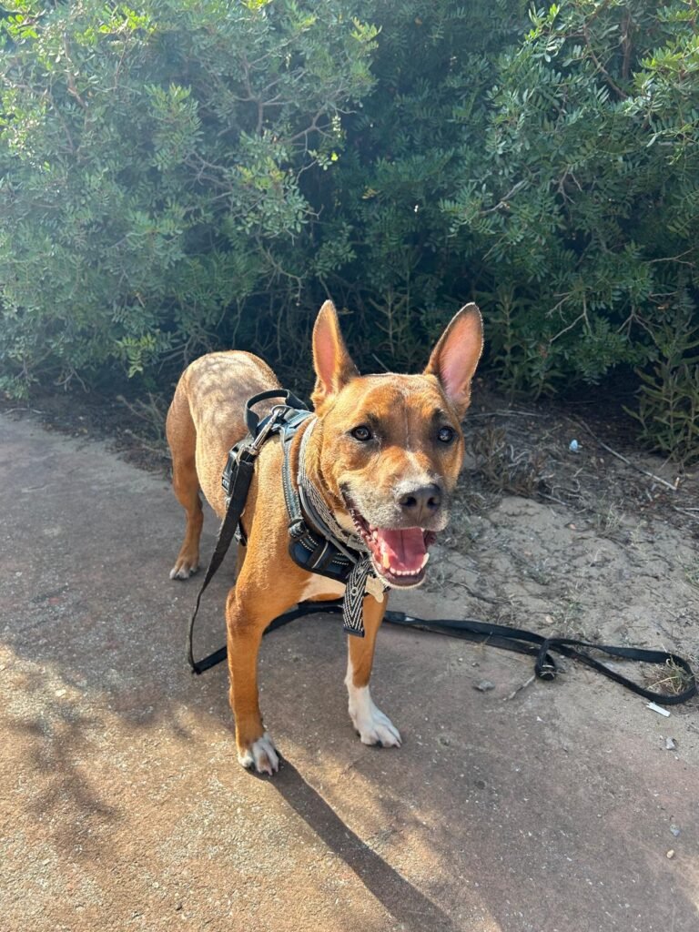 perro sonriendo en cama