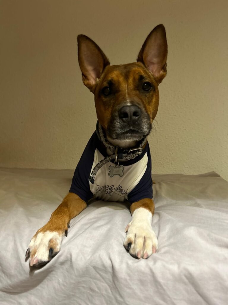 perro tumbado en cama ortopedica para perros