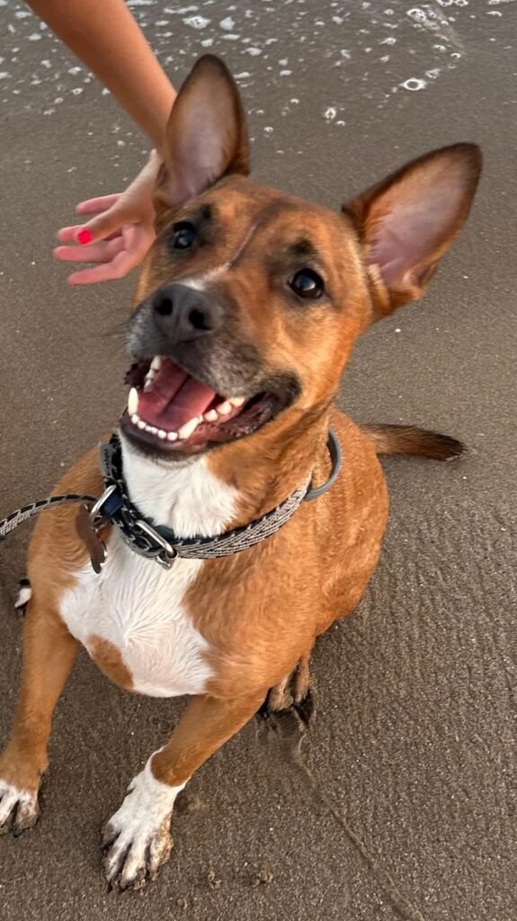 perro saltando en cama ortopedica