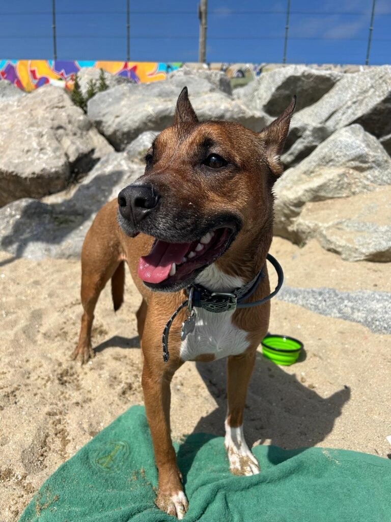 perro pisando colchon ortopedico y viscoelastico