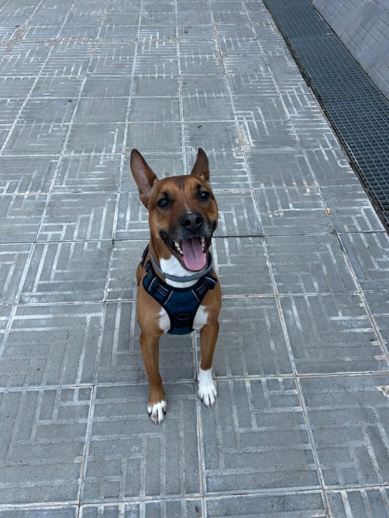 cama viscoelastica perro tumbado