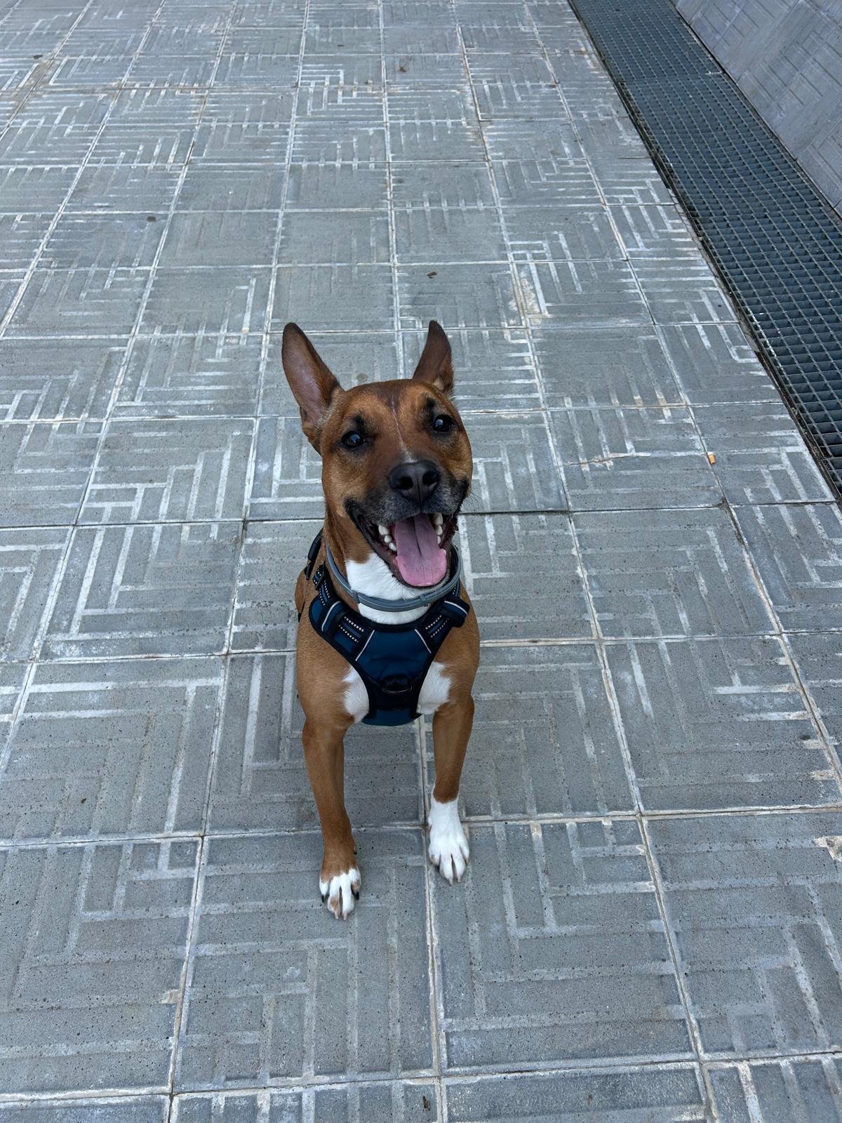 Cama viscoelástica para perro: guía real para elegir bien (y no tirar el dinero)