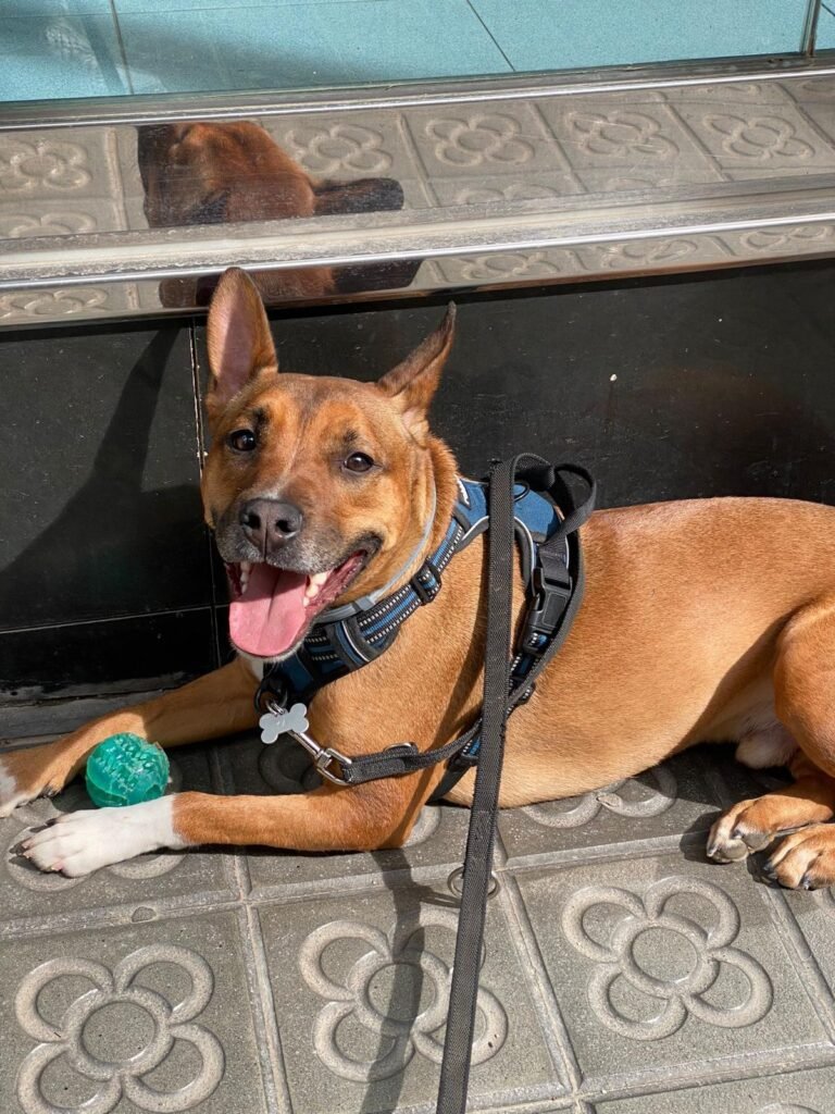 Mallinois tumbado en cama ortopedica perro