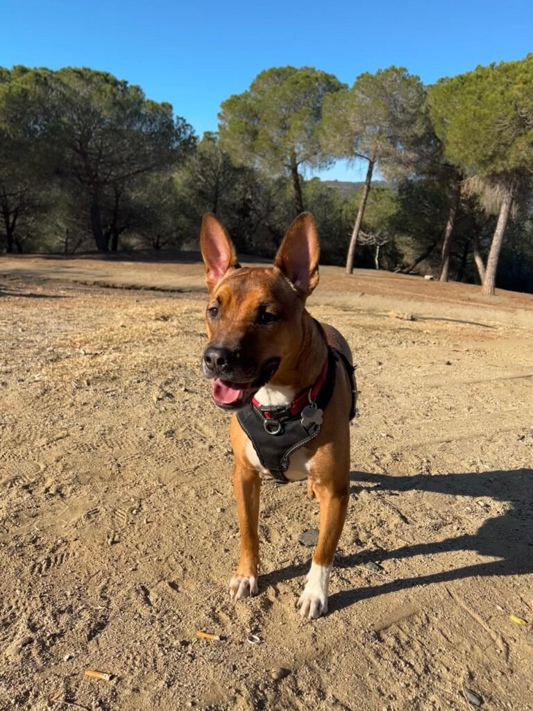 perro en cama ortopedica y viscoelastica para perros