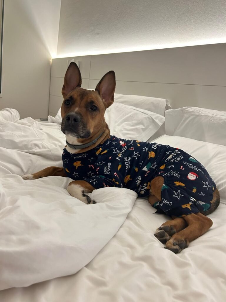 perro tumbado en impermeable cama ortopedica