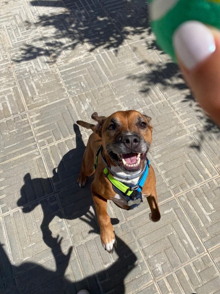 colchon ortopedico perro de espuma viscoelástica y funda lavable